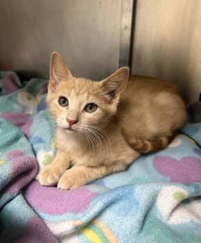 Romeo -  Domestic Short Hair Cat for Adoption in Westland, Michigan - Romeo | PetCurious