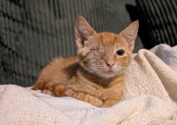 Bonnie - ADOPTION PENDING -  Tabby Cat for Adoption in Mount Pleasant, South Carolina - Bonnie - ADOPTION PENDING | PetCurious