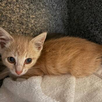 Lulu -  Domestic Short Hair Cat for Adoption in Pasadena, California - Lulu | PetCurious