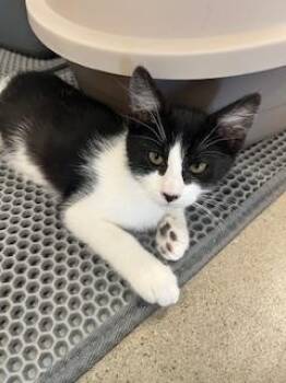 Rescue Domestic Short Hair Cats for Adoption in Napa, California - Marigold | PetCurious