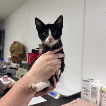 Louie -  Domestic Short Hair Cat for Adoption in Shelbyville, Illinois - Louie | PetCurious