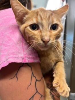 Walter -  Domestic Short Hair Cat for Adoption in Hopkinsville, Kentucky - Walter | PetCurious