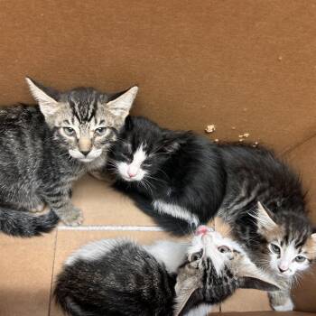 Oracle -  Domestic Short Hair Cat for Adoption in Flagstaff, Arizona - Oracle | PetCurious