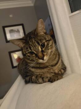 Domestic Short Hair Cats Available for Adoption - Poppy | PetCurious