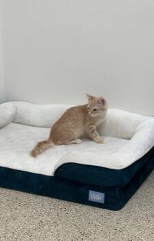 Ravioli -  Domestic Short Hair Cat for Adoption in Newberg, Oregon - Ravioli | PetCurious