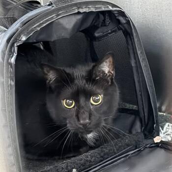 Milo -  Domestic Short Hair Cat for Adoption in Wilmington, Delaware - Milo | PetCurious