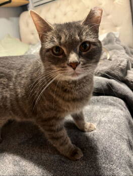 Rescue Domestic Short Hair Cats for Adoption in Medina, Ohio - Whiskers | PetCurious