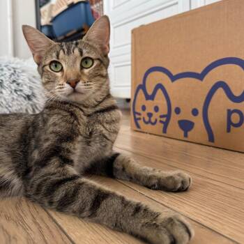 Melody (Ellie) -  Domestic Short Hair Cat for Adoption in Pinellas Park, Florida - Melody (Ellie) | PetCurious