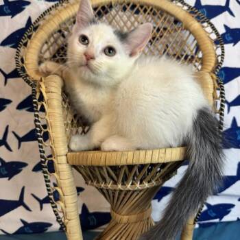 AC Milan -  Domestic Short Hair Cat for Adoption in Toms River, New Jersey - AC Milan | PetCurious