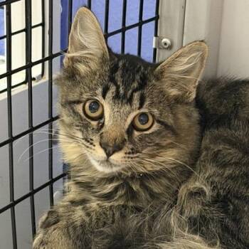KitKat -  Domestic Medium Hair Cat for Adoption in Fort Collins, Colorado - KitKat | PetCurious