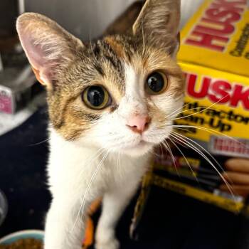 Clambake -  Domestic Short Hair Cat for Adoption in Wheeling, Illinois - Clambake | PetCurious