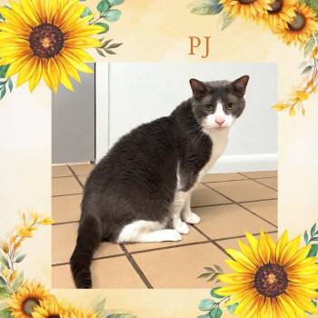 PJ - Sweet and affectionate -  Domestic Short Hair Cat for Adoption in Muskego, Wisconsin - PJ - Sweet And Affectionate | PetCurious