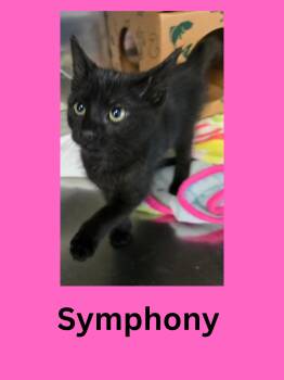 Rescue Domestic Short Hair Cats for Adoption in Ravenna, Ohio - Symphony | PetCurious