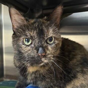 Domestic Short Hair Cats Available for Adoption - Meeka | PetCurious