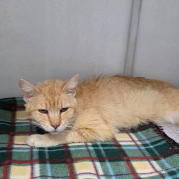 Domestic Short Hair Cats Available for Adoption in Duncan, Oklahoma - Chucky | PetCurious