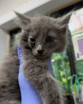 Zowie! -  Domestic Medium Hair Cat for Adoption in Pomona, New York - Zowie! | PetCurious