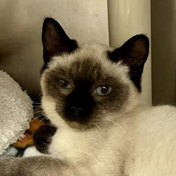 Whirl -  Siamese Cat for Adoption in Walnut Creek, California - Whirl | PetCurious