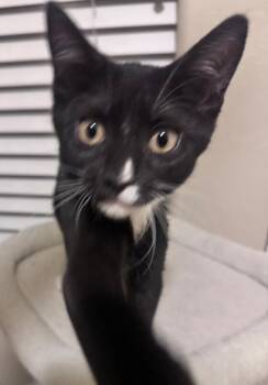 Killian - Lucky Charms Litter -  Tuxedo Cat for Adoption in Anthem, Arizona - Killian - Lucky Charms Litter | PetCurious