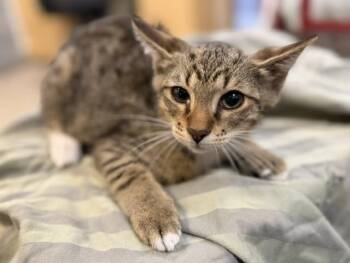 Domestic Short Hair Cats Available for Adoption in Doral, Florida - RALPH | PetCurious