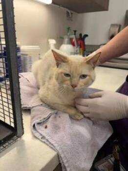 PRINCE CHARMING -  Domestic Medium Hair Cat for Adoption in Baytown, Texas - PRINCE CHARMING | PetCurious