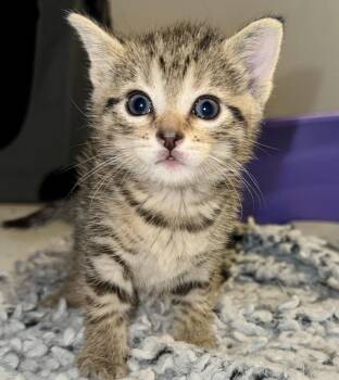 Rescue Domestic Short Hair Cats for Adoption in Port Washington, Wisconsin - Diamond | PetCurious