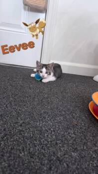 EEVEE* -  Domestic Short Hair Cat for Adoption in Santa Cruz, California - EEVEE* | PetCurious