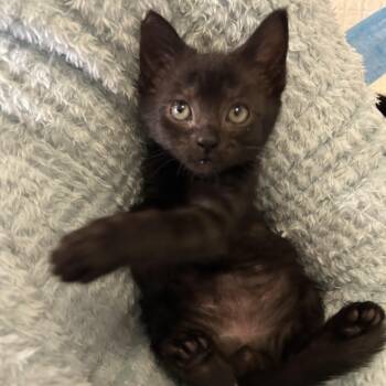 Grimsvotn -  Domestic Short Hair Cat for Adoption in Alexandria, Virginia - Grimsvotn | PetCurious