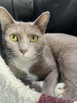 Rescue Domestic Short Hair Cats for Adoption in Tavares, Florida - Rain | PetCurious