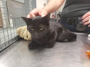 Jason -  Domestic Short Hair Cat for Adoption in Allen, Texas - Jason | PetCurious