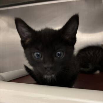 Farrow -  Domestic Short Hair Cat for Adoption in Kanab, Utah - Farrow | PetCurious