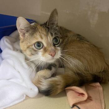 Calico Cats Available for Adoption in Elyria, Ohio - Callie | PetCurious