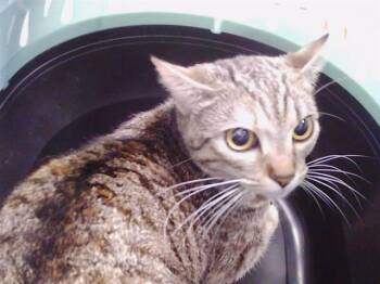 MARINE -  Domestic Short Hair Cat for Adoption in Charlotte, North Carolina - MARINE | PetCurious