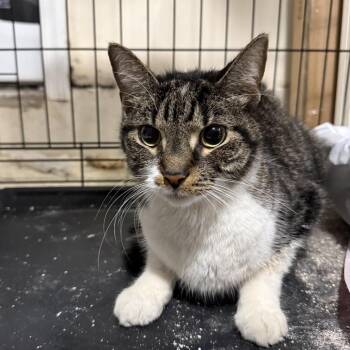 Orzo -  Domestic Short Hair and Tabby Cat for Adoption in New York, New York - Orzo | PetCurious