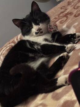 Domestic Short Hair Cats Available for Adoption - Serena | PetCurious