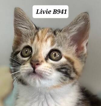 Domestic Medium Hair Cats Available for Adoption in Morganton, North Carolina - Livie | PetCurious