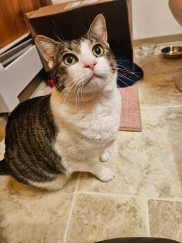 Rescue Domestic Short Hair Cats for Adoption in Bethel, Alaska - BB | PetCurious