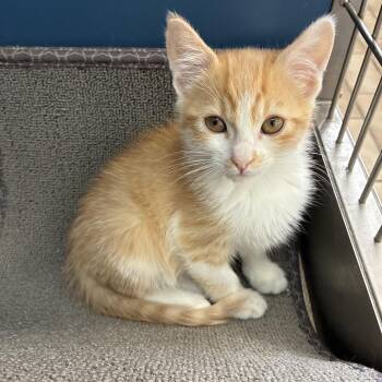 Domestic Short Hair Cats Available for Adoption in Tulsa, Oklahoma - Carrot | PetCurious
