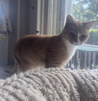 Miss Frizzle -  Domestic Short Hair Cat for Adoption in Berkeley Springs, West Virginia - Miss Frizzle | PetCurious