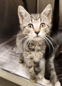 CHARLIE -  Domestic Short Hair Cat for Adoption in Hagerstown, Maryland - CHARLIE | PetCurious