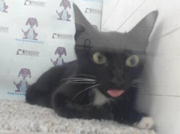 RASPBERRY -  Domestic Short Hair Cat Available for Adoption in Orlando, Florida - RASPBERRY | PetCurious