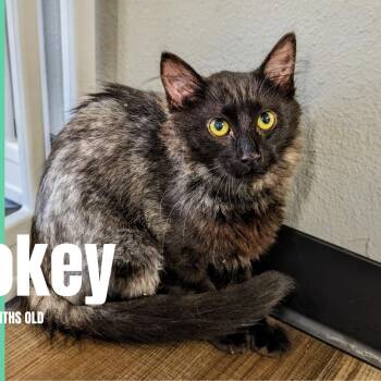 Domestic Short Hair Cats Available for Adoption in Bentonville, Arkansas - Smokey | PetCurious