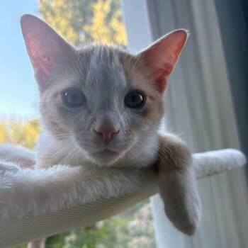 Skipper -  Domestic Short Hair Cat for Adoption in Abbotsford, British Columbia - Skipper | PetCurious