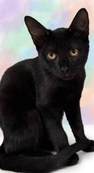 Panther -  Domestic Short Hair Cat for Adoption in St. Augustine, Florida - Panther | PetCurious