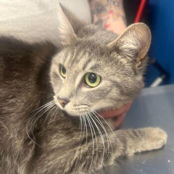 Domestic Short Hair Cats Available for Adoption - Jesse | PetCurious