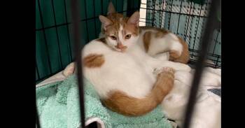 Domestic Short Hair Cats Available for Adoption - Milo 2024 | PetCurious