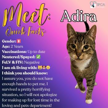 Tabby Cats Available for Adoption in Fulton, New York - Adira | PetCurious