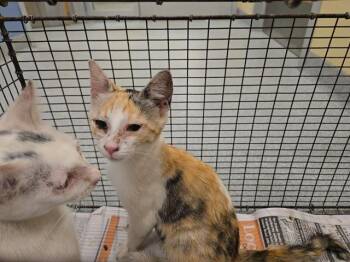CRYSTAL -  Domestic Short Hair Cat for Adoption in Tustin, California - CRYSTAL | PetCurious