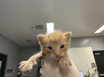 A1934276 -  Domestic Short Hair Cat for Adoption in Thousand Palms, California - A1934276 | PetCurious