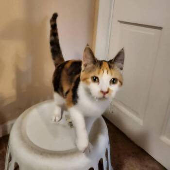 Domestic Short Hair Cats Available for Adoption in West Olive, Michigan - Pineapple Upside Down Cake (Holland Cat Cove) | PetCurious