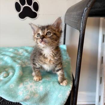 Domestic Medium Hair Cats Available for Adoption in Little Rock, Arkansas - Daisy XIV  26-024 | PetCurious